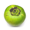 Tropical Medical Fruit of Florida - www.tropicalmedicalfruit.com