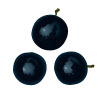 Tropical Medical Fruit of Florida - www.tropicalmedicalfruit.com