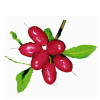 Tropical Medical Fruit of Florida - www.tropicalmedicalfruit.com