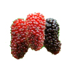 Tropical Medical Fruit of Florida - www.tropicalmedicalfruit.com