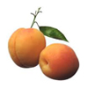 Tropical Medical Fruit of Florida - www.tropicalmedicalfruit.com