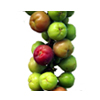 Tropical Medical Fruit of Florida - www.tropicalmedicalfruit.com