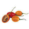 Tropical Medical Fruit of Florida - www.tropicalmedicalfruit.com