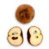 Tropical Medical Fruit of Florida - www.tropicalmedicalfruit.com