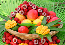 Logo - Tropical Medical  Fruits of Florida - www.tropicalmedicalfruits.com